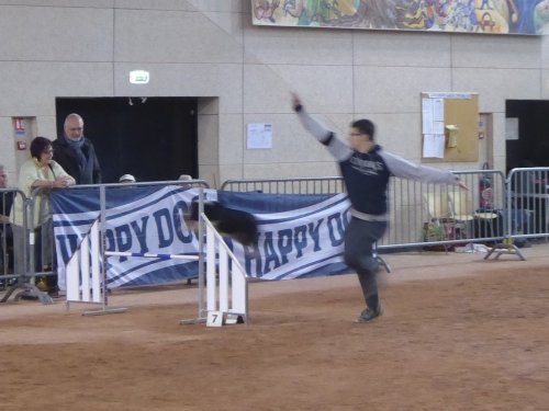 Concours d'agility, Le Creusot, 24 novembre 2019