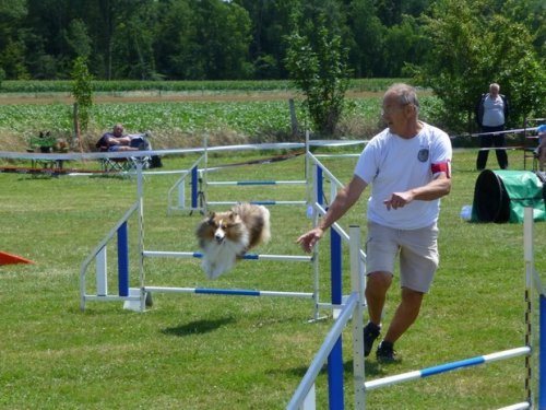 Concours d'agility, Sainte Marie la Blanche, 23 juillet 2017