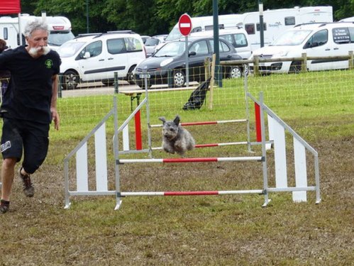 Concours d'agility de Fontaines, le 29 mai 2016