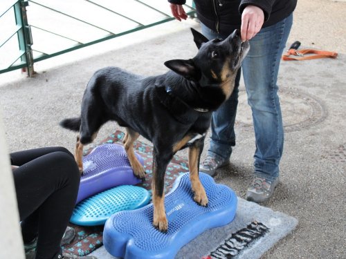 Stage de Fitness canin, 27 janvier 2019