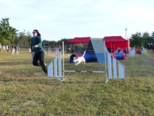 Concours d'agility de Fontaines, le 16 septembre 2018