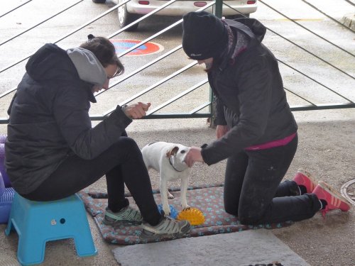 Stage de Fitness canin, 27 janvier 2019