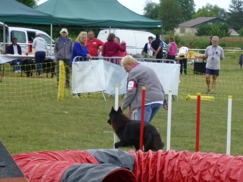 Concours d'agility, Magny sur Tille, 2 juillet 2017