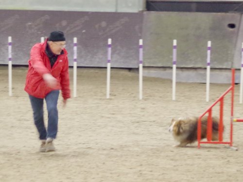 Concours d'agility, Dijon 8 décembre 2024