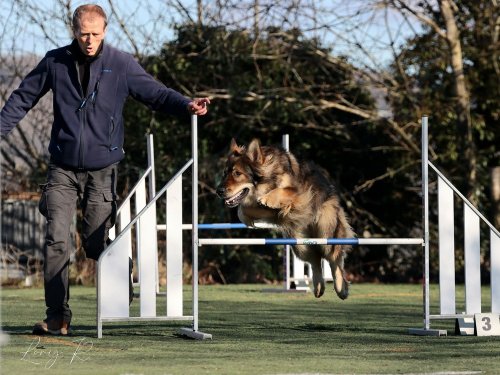 Pré-Agility au Creusot ,9 février 2025