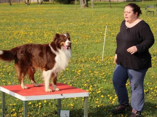 Premier concours d'agility de Fontaines, le 12 avril 2015