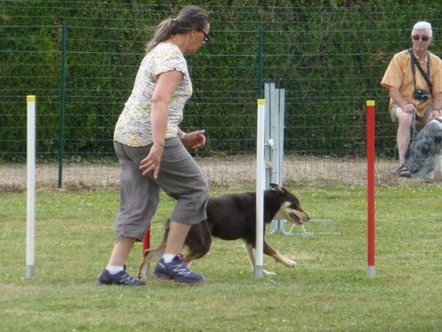 Concours d'agility, Montbard, 25 juin 2017