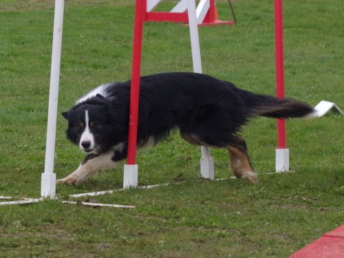 Concours d'agility, Barges, 1 avril 2018