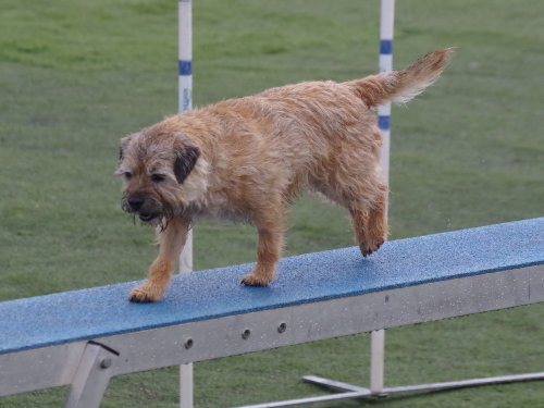 Concours d'agility, Le Creusot  1 avril 2023