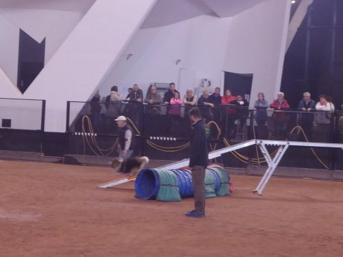 Concours d'agility, Le Creusot, 24 novembre 2019