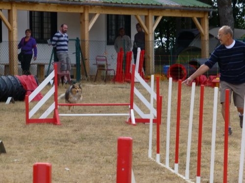 Concours d'agility, Nuits Saint Georges, 26 juillet 2015