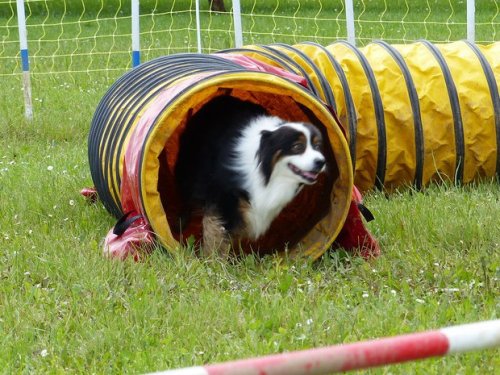 Concours d'agility de Fontaines, le 29 mai 2016