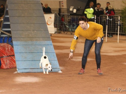 Concours d'agility, Le Creusot, 25 novembre 2018