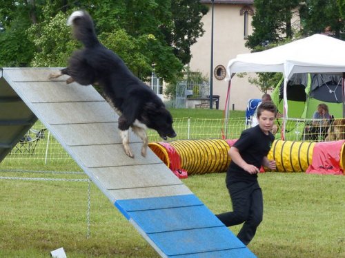 Concours d'agility de Fontaines, le 29 mai 2016