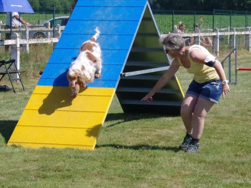 Concours d'agility, Montret, 25 juin 2023