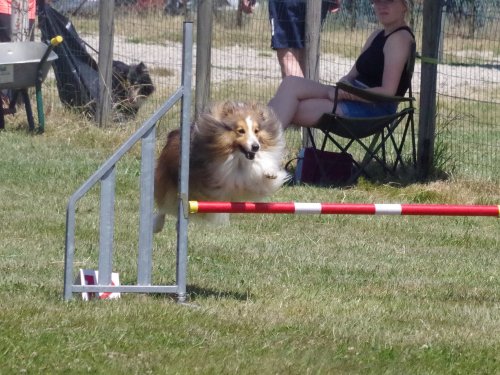 Concours d'agility, Montret, 25 juin 2023