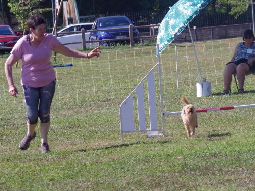 Concours d'agility, Fontaines, 9 et 10 septembre 2023