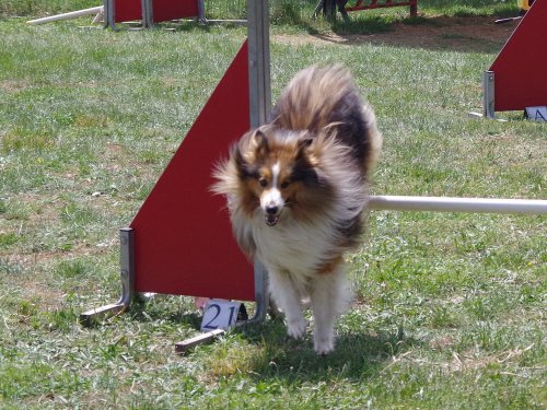 Concours d'agility, Messigny Vantoux, 12 et 13 mai 2018