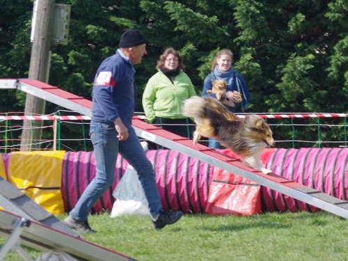 Concours d'agility, Gergy, 14 avril 2019