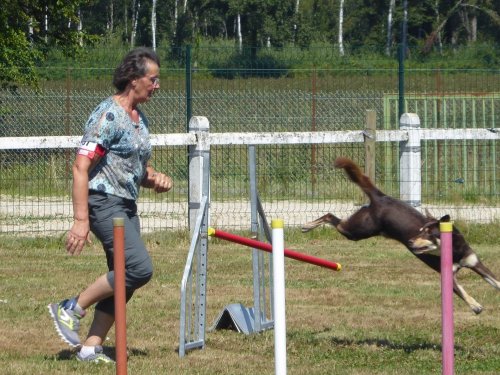 Concours d'agility, Montret, 29 juillet 2018