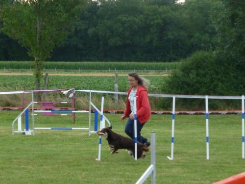 Concours d'agility, Sainte Marie la Blanche, 23 juillet 2017