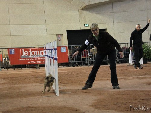 Concours d'agility, Le Creusot, 25 novembre 2018