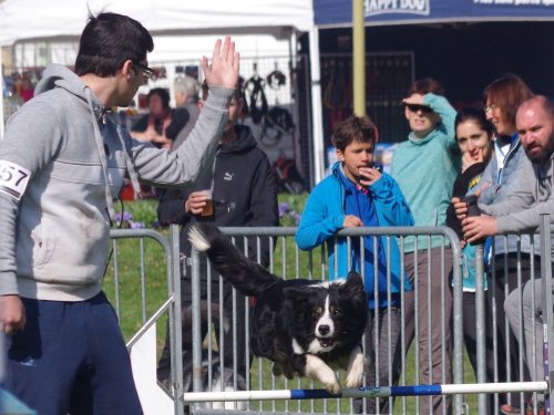 Concours d'agility, Le Creusot, 24 mars 2019