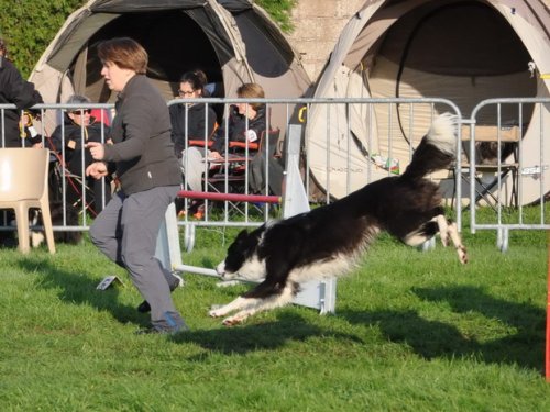 Concours d'agility, Autun, 27 septembre 2015