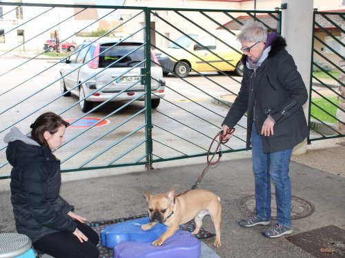 Stage de Fitness canin, 27 janvier 2019