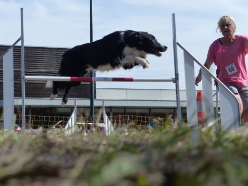 Concours d'agility de Fontaines, le 16 septembre 2018