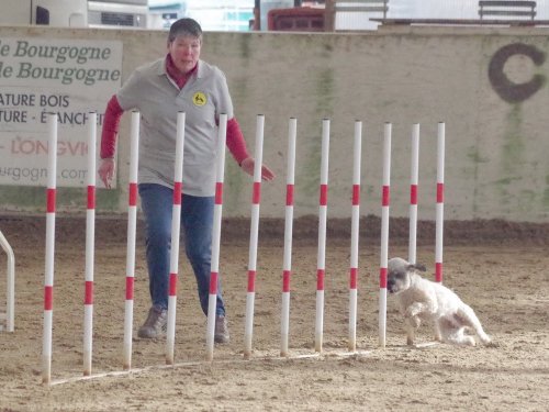 Concours d'agility, Dijon 10 décembre 2023