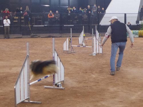 Concours d'agility, Le Creusot, 24 novembre 2019