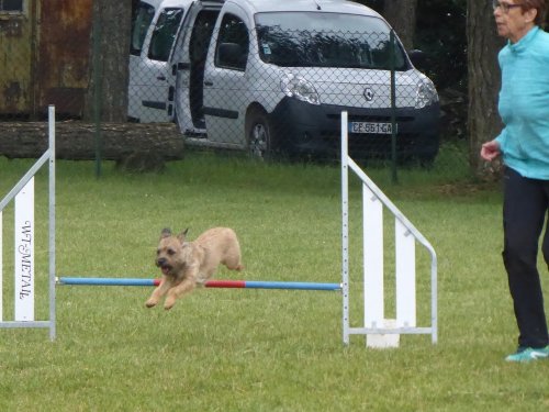 Concours d'agility, Daix, 17 juin 2018