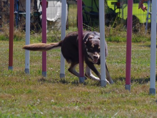 Concours d'agility, Montret, 29 juillet 2018