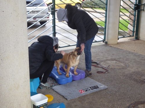 Stage de Fitness canin, 27 janvier 2019