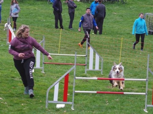 Concours d'agility, Le Creusot, 19 mars 2017