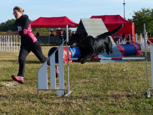 Concours d'agility de Fontaines, le 16 septembre 2018