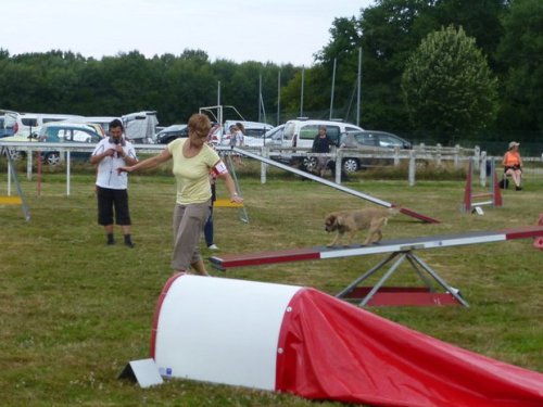 Concours d'agility, Montret, 30 juillet 2017