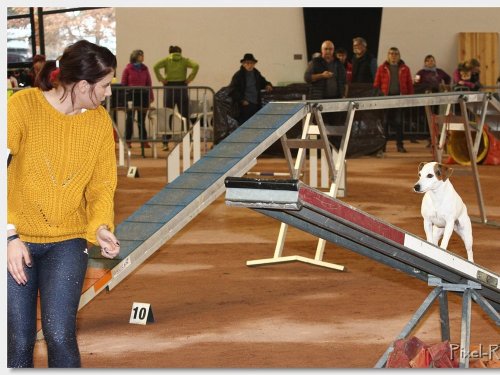 Concours d'agility, Le Creusot, 25 novembre 2018