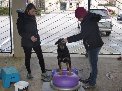 Stage de Fitness canin, 27 janvier 2019