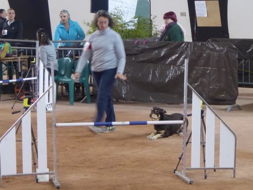 Concours d'agility, Le Creusot, 24 novembre 2019