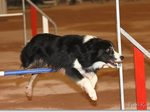 Concours d'agility, Le Creusot, 25 novembre 2018