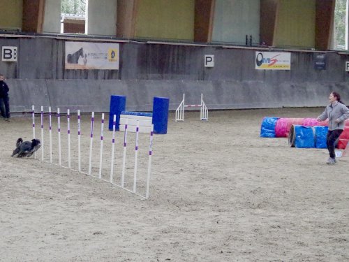 Concours d'agility, Dijon 8 décembre 2024