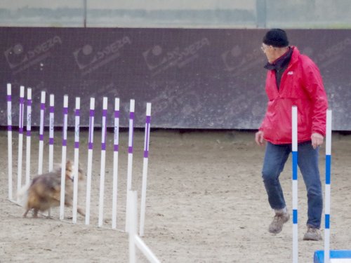 Concours d'agility, Dijon 8 décembre 2024