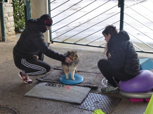 Stage de Fitness canin, 27 janvier 2019