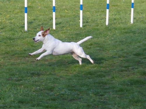 Concours d'agility, Gergy, 14 avril 2019