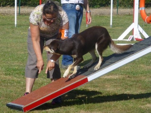 Concours d'agility, Montbard, 25 juin 2017