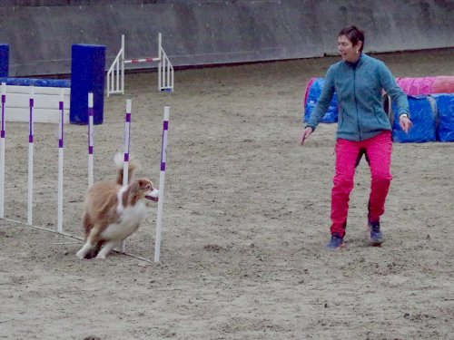 Concours d'agility, Dijon 8 décembre 2024