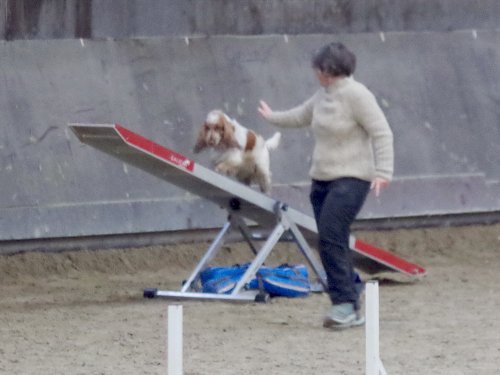 Concours d'agility, Dijon 8 décembre 2024
