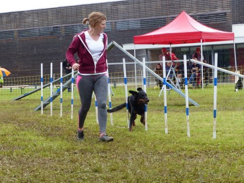 Concours d'agility de Fontaines, le 29 mai 2016